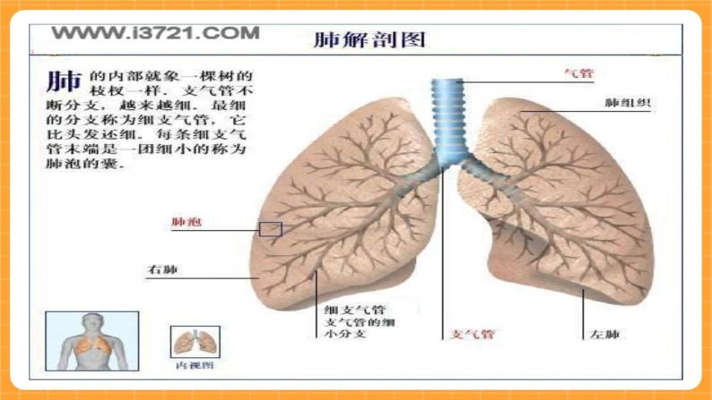 《15.肺的保健》教案+课件04