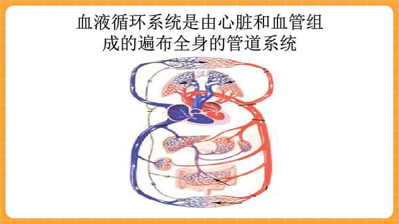 《16.心脏的保健》三课时 教案+课件02