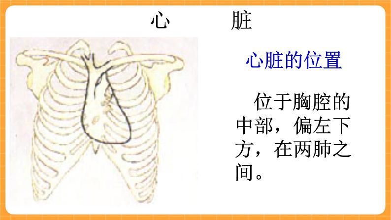 《16.心脏的保健》三课时 教案+课件03