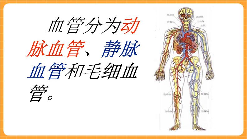 《16.心脏的保健》三课时 教案+课件05