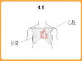 《16.心脏的保健》三课时 教案+课件