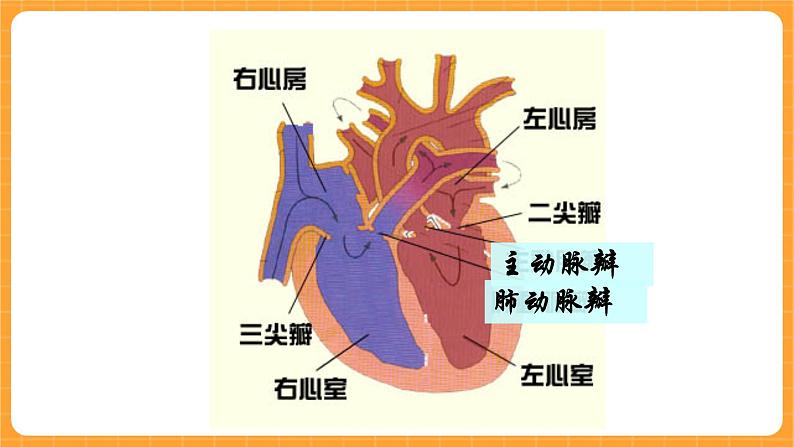 《16.心脏的保健》第一课时 课件第3页