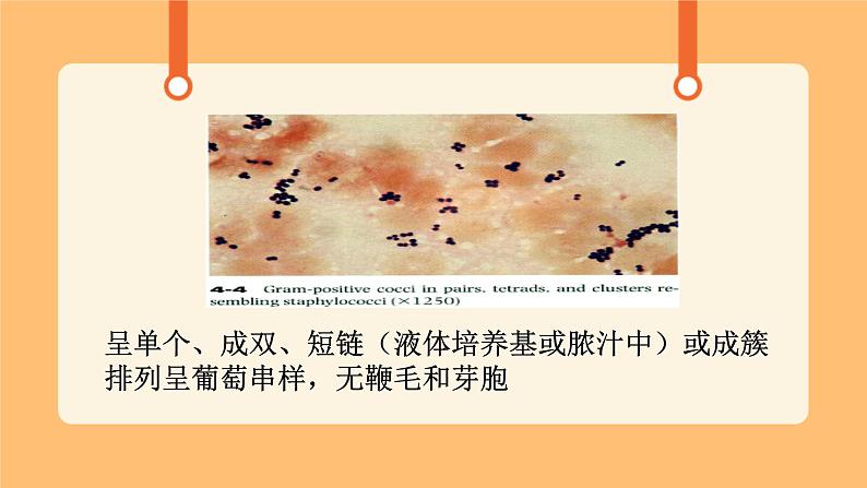《3.微生物》课件第1页