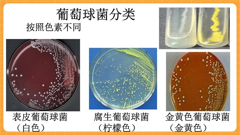 《3.微生物》课件第2页