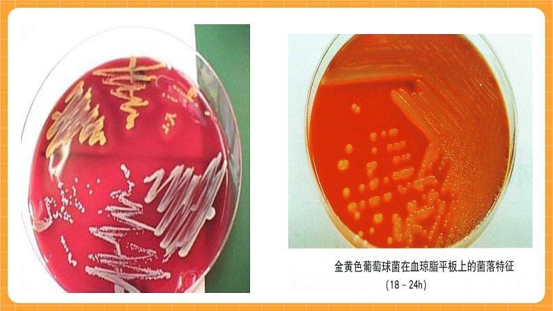 《3.微生物》课件第4页