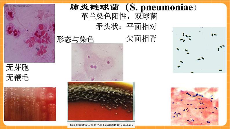 《3.微生物》课件第7页