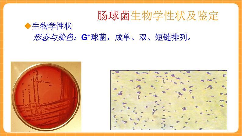 《3.微生物》课件第8页