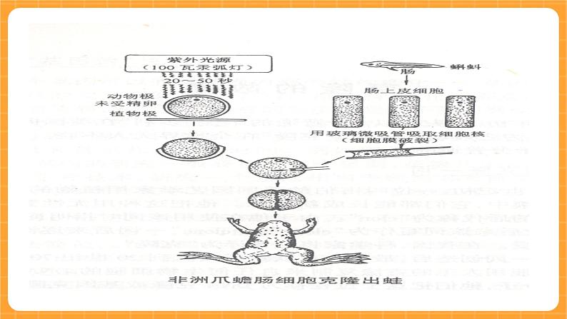 《16.克隆技术》二课时 课件+教案05