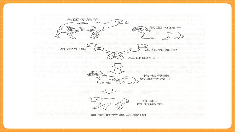 《16.克隆技术》二课时 课件+教案06