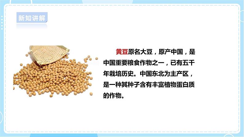 【大象版】一上科学  1.3《不一样的豆子》课件+教案+练习06