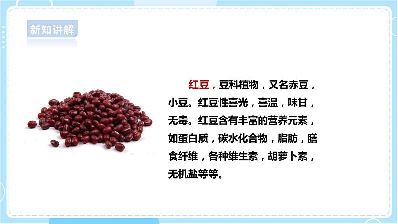 【大象版】一上科学  1.3《不一样的豆子》课件+教案+练习08