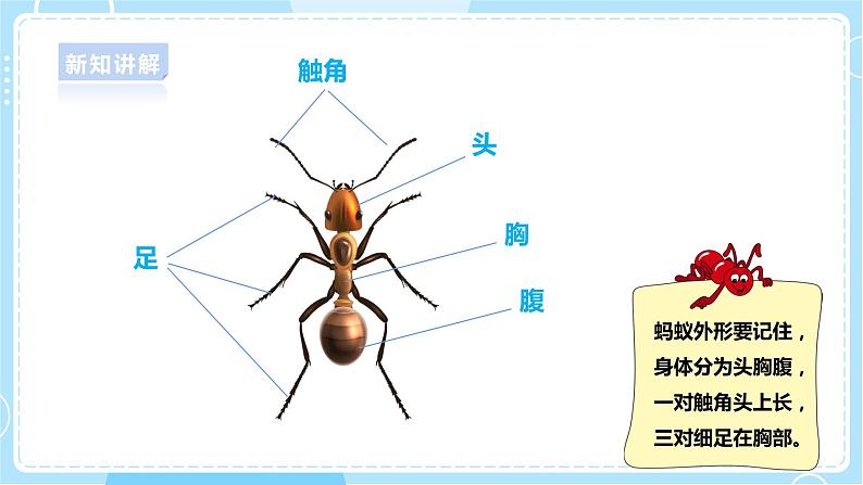 【大象版】一上科学  2.3《蚂蚁》课件+教案+练习08