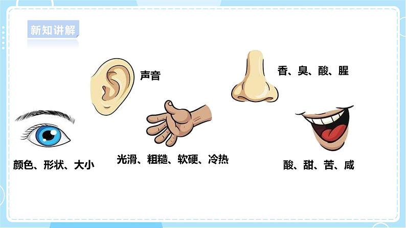 1.2《观察水果》课件第7页
