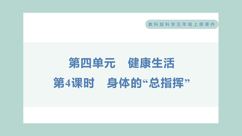 4.4 身体的“总指挥” 习题课件 五年级上册科学教科版01