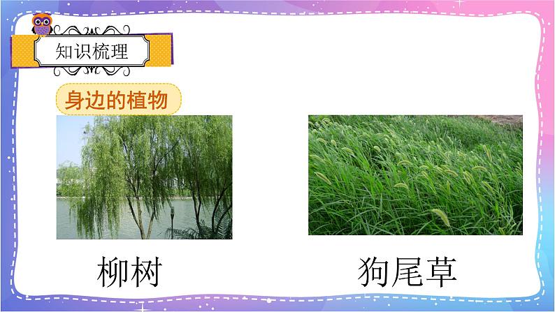 冀人版一年级上册科学 植物 复习PPT03