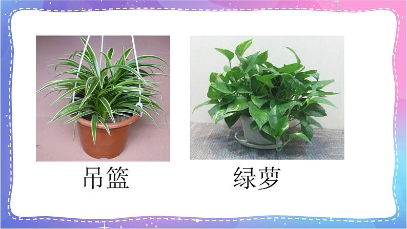 冀人版一年级上册科学 植物 复习PPT04