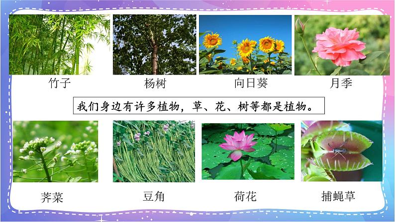 冀人版一年级上册科学 植物 复习PPT05