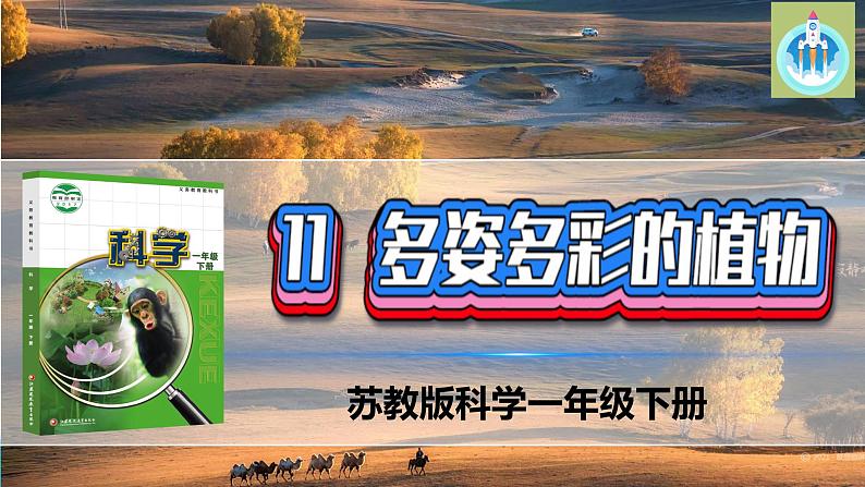 苏教版科学一年级下册11多姿多彩的植物PPT课件01