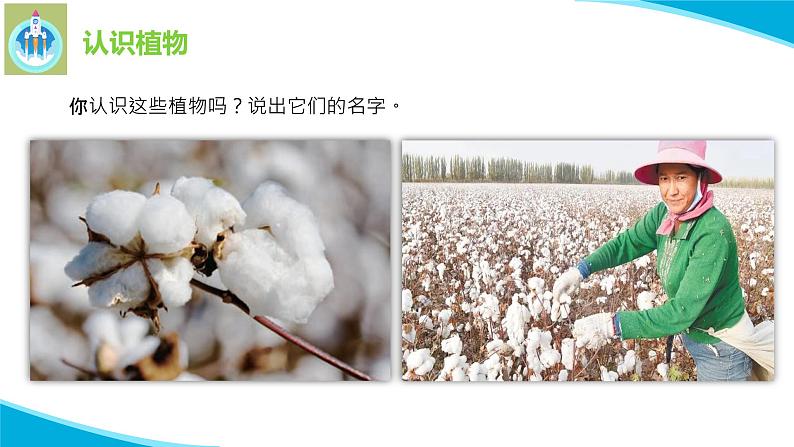 苏教版科学一年级下册11多姿多彩的植物PPT课件03