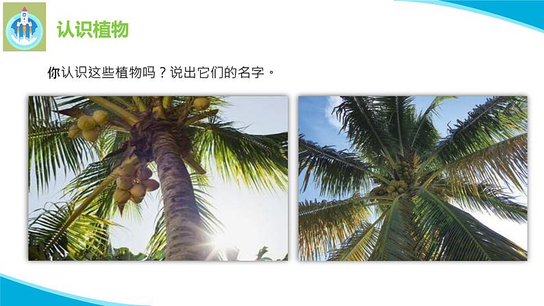 苏教版科学一年级下册11多姿多彩的植物PPT课件04
