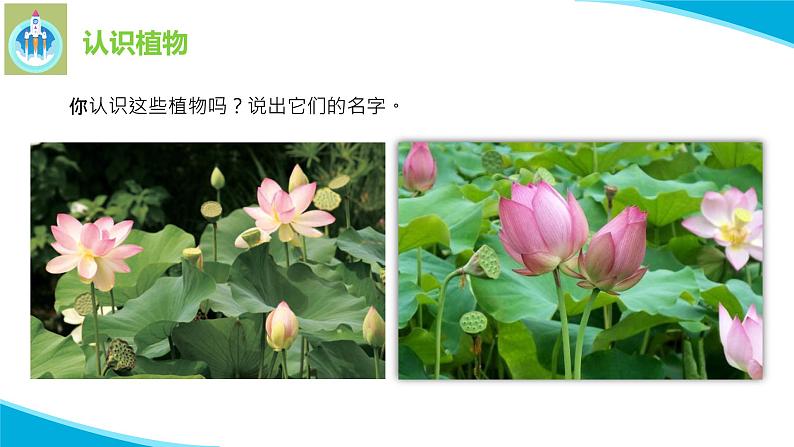 苏教版科学一年级下册11多姿多彩的植物PPT课件05