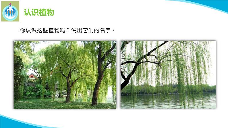 苏教版科学一年级下册11多姿多彩的植物PPT课件06