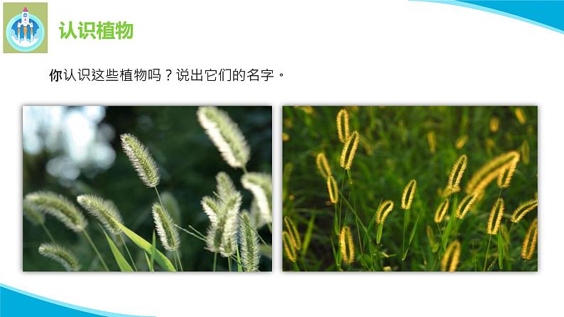 苏教版科学一年级下册11多姿多彩的植物PPT课件07
