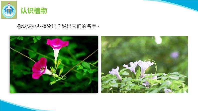 苏教版科学一年级下册11多姿多彩的植物PPT课件08