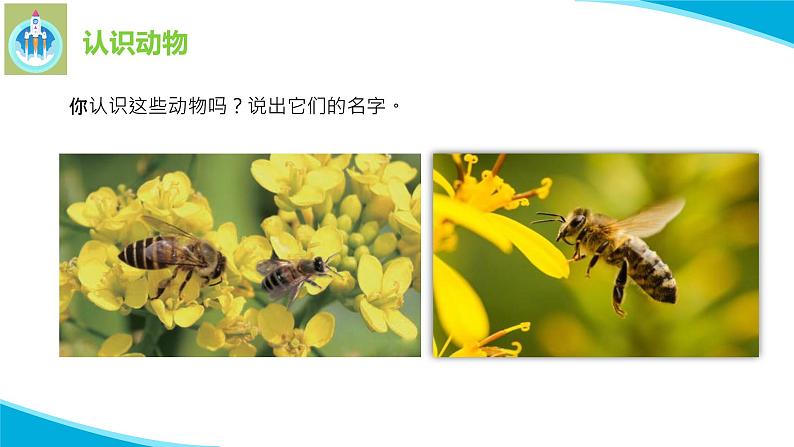 苏教版科学一年级下册10形形色色的动物PPT课件03