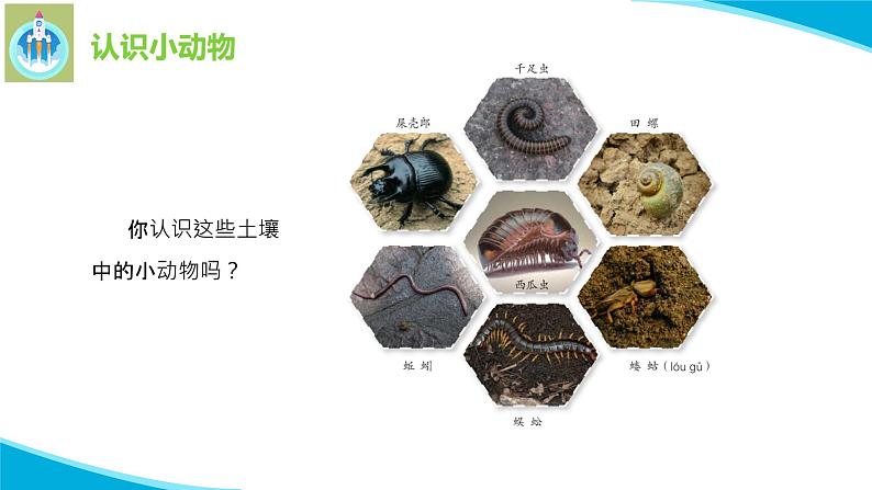 苏教版科学二年级下册9寻访土壤中的小动物PPT课件第3页