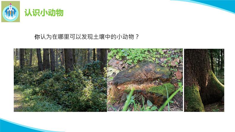 苏教版科学二年级下册9寻访土壤中的小动物PPT课件第5页