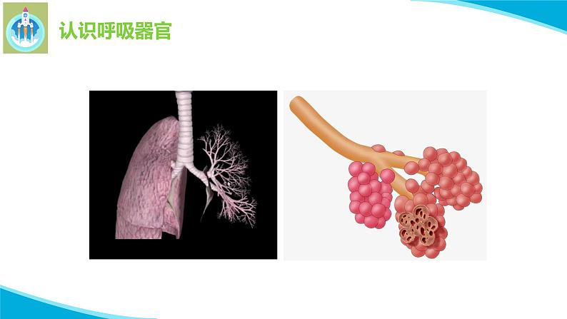 苏教版科学三年级上册16人的呼吸PPT课件05