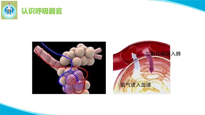 苏教版科学三年级上册16人的呼吸PPT课件06