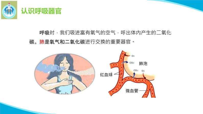 苏教版科学三年级上册16人的呼吸PPT课件08