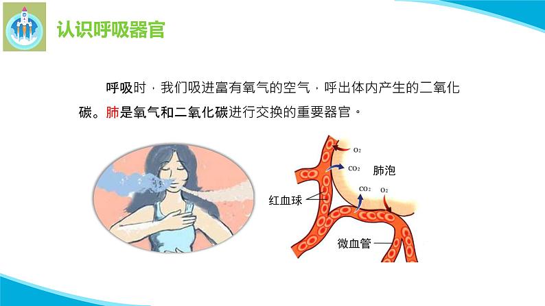 苏教版科学三年级上册16人的呼吸PPT课件08