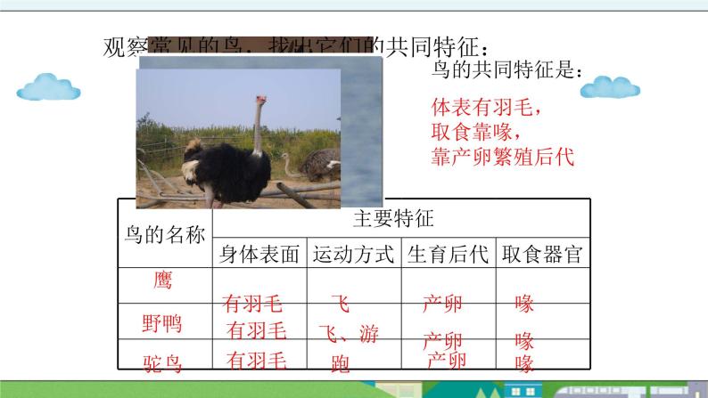 大象版科学三年级上册2.2《鸟类的特征》课件07