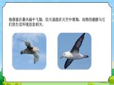 3 動物的翅膀 教學課件