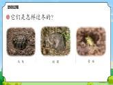 4 冬眠與遷徙 教學(xué)課件