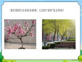 5 植物的“身體” 教學(xué)課件