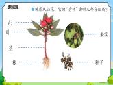 5 植物的“身体” 教学课件