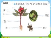 5 植物的“身體” 教學(xué)課件