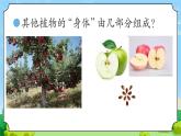 5 植物的“身體” 教學(xué)課件