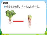 6 植物的根 教学课件