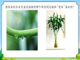 7 植物的莖 教學(xué)課件