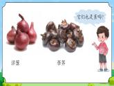7 植物的莖 教學(xué)課件