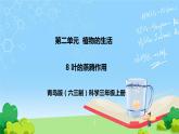 8 叶的蒸腾作用 教学课件