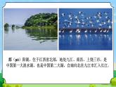 18 河流和湖泊 教学课件