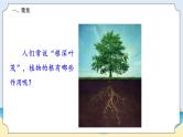 1.1《植物的根》教学课件