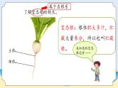 1.1《植物的根》教学课件