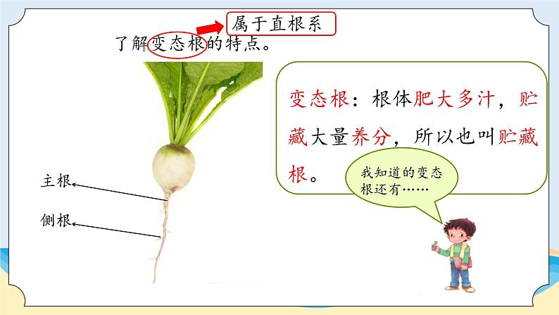 1.1《植物的根》教学课件04